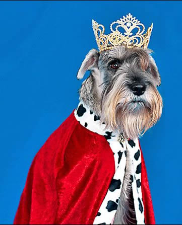 royal schnauzer
