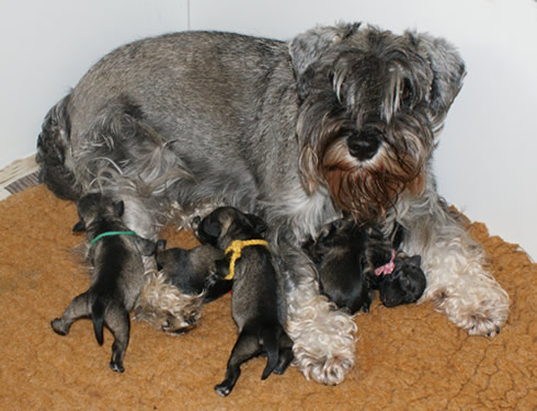 Clura and her pups