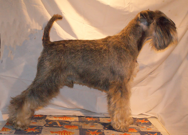 Argenta' Mini Aleksej