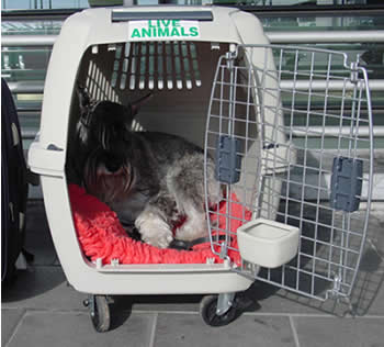 "Caper" on the airport in Antwerpen