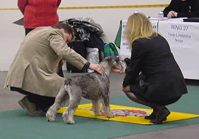Caper became Swedish Winner 2004!