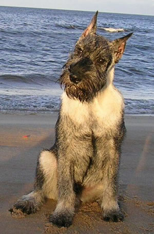 Argo on the beach