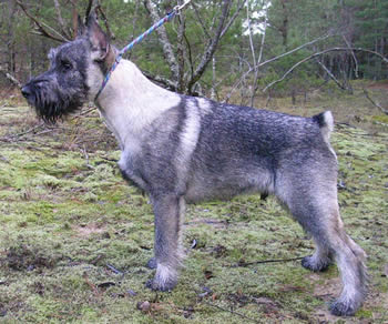 Argo