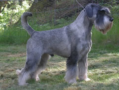 Casso's Jalabert