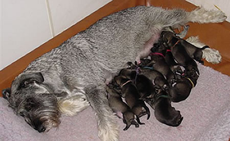 Ch Argenta's Chelsey and her newborn puppies