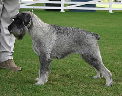 Ch Argenta's Dina Dorinda