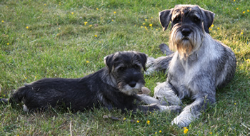 Vicke and Buster