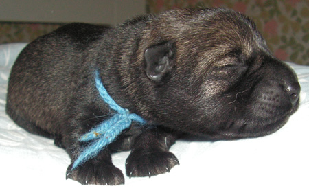 Mr Blue