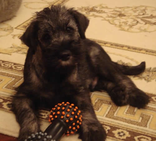 Erik