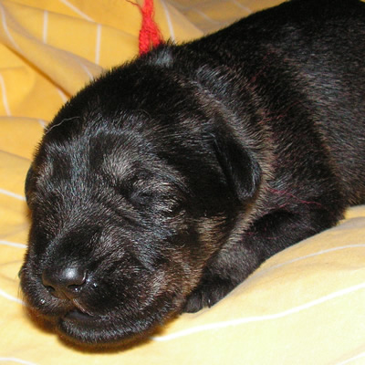 Mr Red