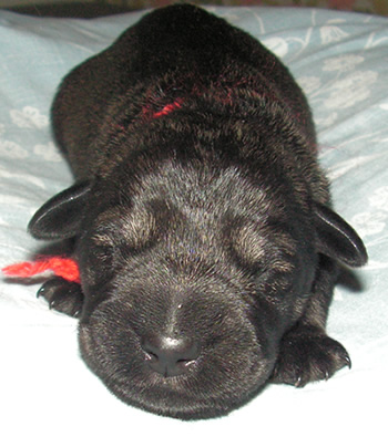 Mr Red newborn