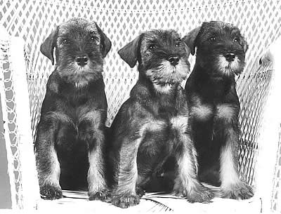 Ch Argenta's Erasmus, Ch Argenta's Eleonora and Ch Argenta's Elvira