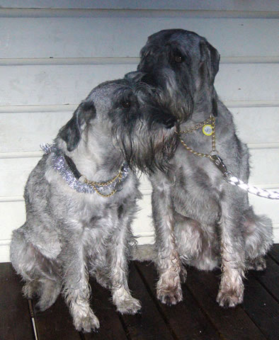 Tintin and Franklin