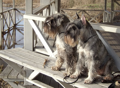 Jezzie and Caper watching the ducks