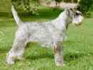 Swe Ch Argenta's Grace Goodwill