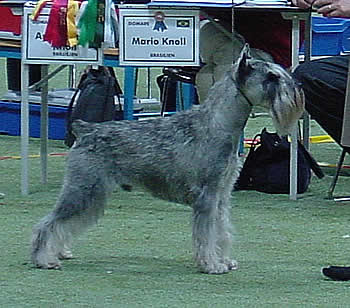 Ch Centara's Outback Jack became Best of Breed and Finnish Champion