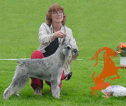 Ch Centara Outback Jack became Best in Show R!