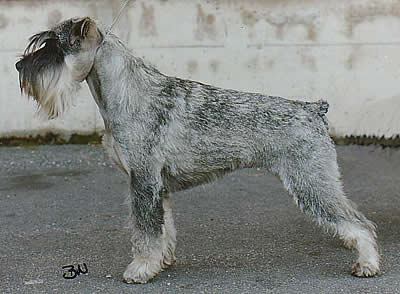 Argenta's Jacobea