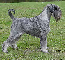 Int Ch Argenta's Jezebel