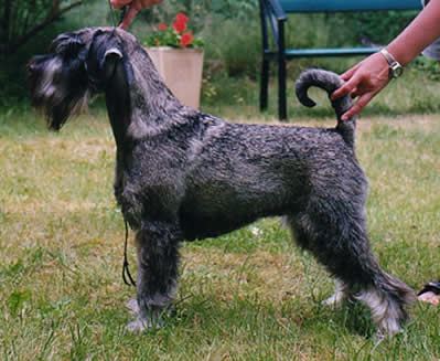 Ch Argenta's Jezebel