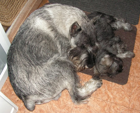 Kolian and Clura