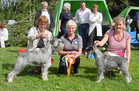 Best in Opposite Sex and Best of Breed