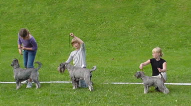 Junior handling