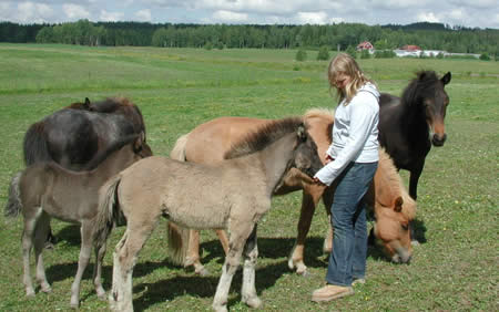 Alexandra and some foals