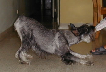 NOA from Havanna, Cuba