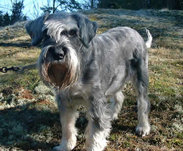 "Jaffa" 11 years old!
