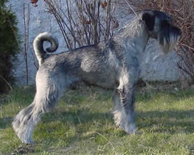 Ch Argenta's O'Connor