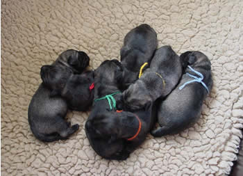 Second O-litter, 1 day old