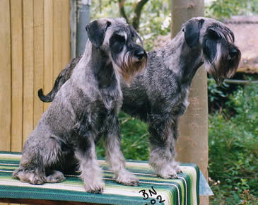 "Jezzie" and "Chili"