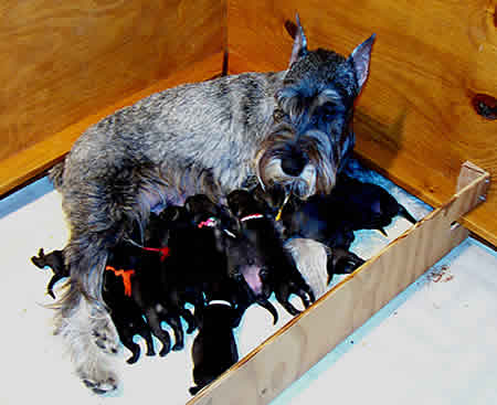 Pella and her newborn puppies