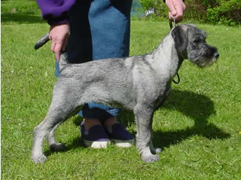 Kennel Argenta; Gunilla, Birgitta and Boel.
