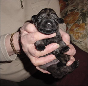 One of the puppies, 1 week old