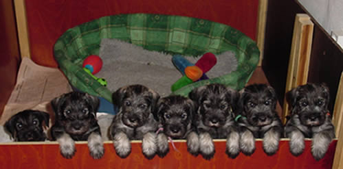 Argenta's second O-litter 2001