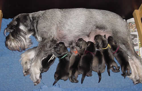 Kennel Argenta's second Q-litter