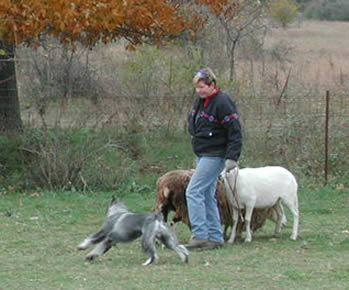"Quincy" at herding 2003