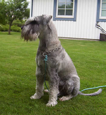 Sherman, 10 years old