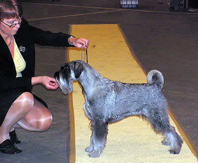 "Saga" winning BOB