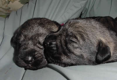 The puppies are resting and growing!