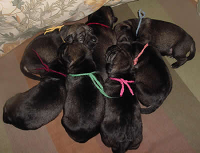 Puppies in our 2nd T-litter, 3 days old
