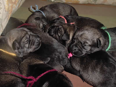 Puppies in our 2nd T-litter, 3 days old