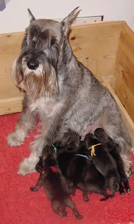 Caper and her puppies