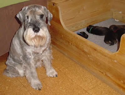 Thea baby-sits the puppies