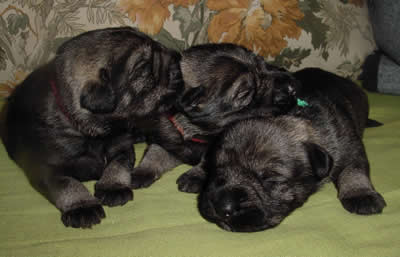 The boys in our 2nd T-litter, 1,5 weeks old