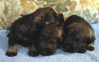 The boys in our 2nd T-litter, 1,5 weeks old