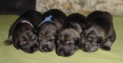 The girls in our 2nd T-litter, 1,5 weeks old