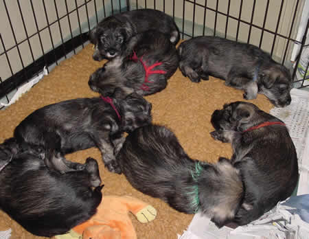 The boys in our 2nd T-litter, 1,5 weeks old